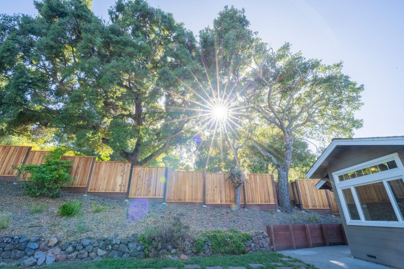 Large oak trees